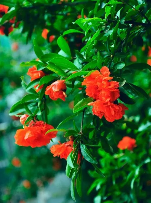 u=3633990465,2393622104&fm=253&fmt=auto&app=138&f=JPEG.jpg