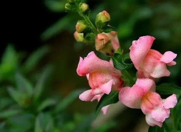 u=307498459,1173420117&fm=253&fmt=auto&app=138&f=JPEG.jpg