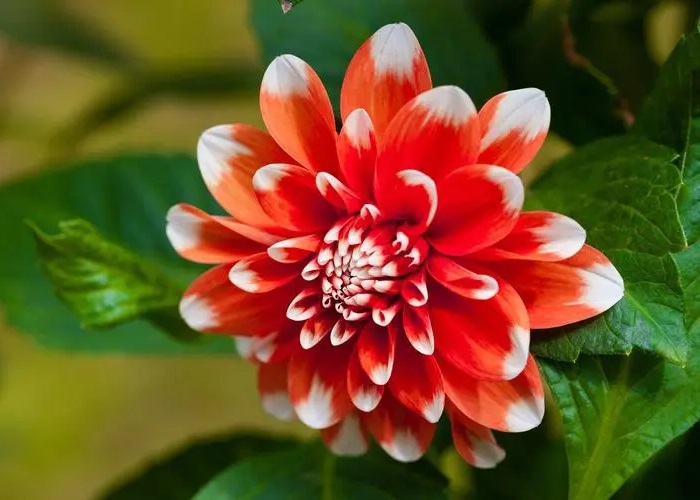 u=471329069,3942300958&fm=253&fmt=auto&app=138&f=JPEG.jpg
