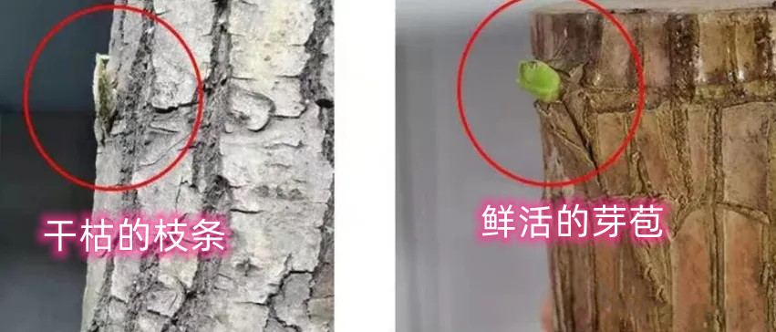 v2-f50b30c0227ef48346cd8f3a6e95144f_1440w_副本.jpg
