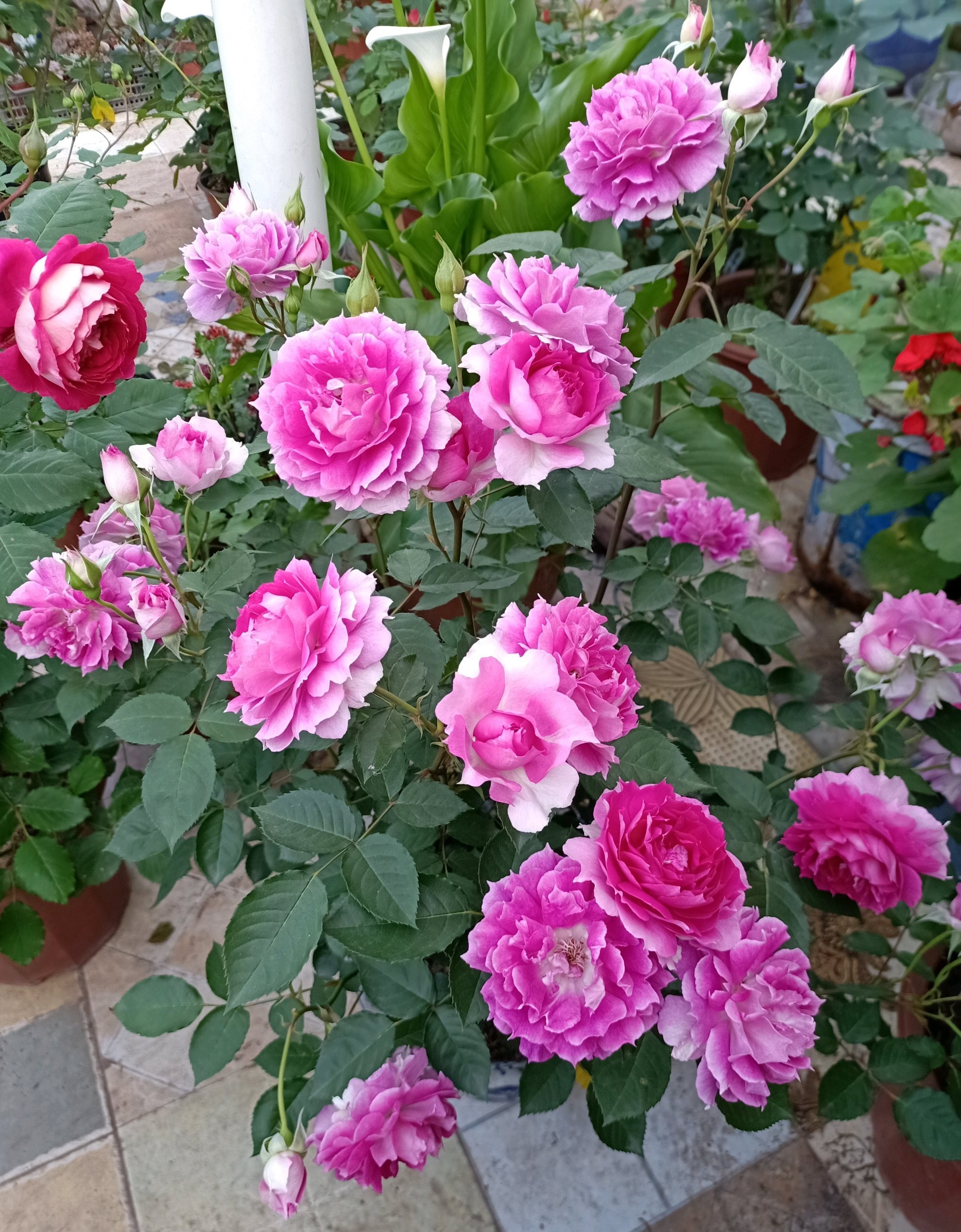 31b8-kkxpczc3378796.jpg