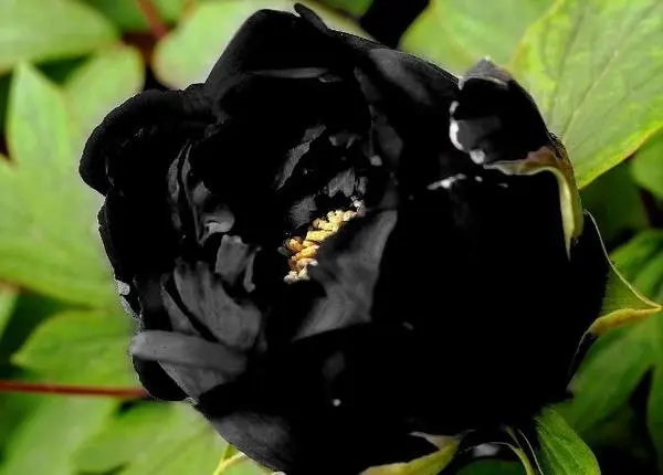 06.webp