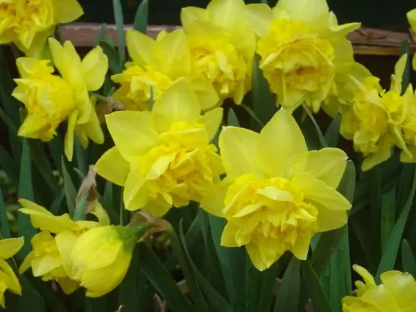 u=284652077,3299637856&fm=253&fmt=auto&app=138&f=JPEG.webp