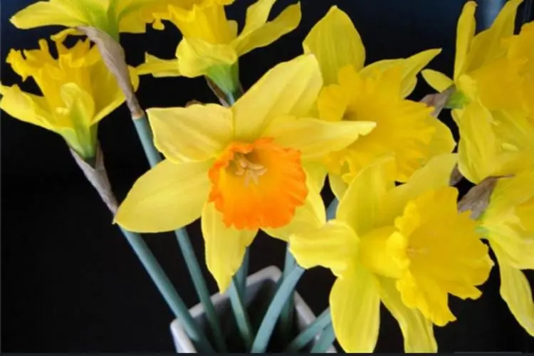 u=3389411624,1919503750&fm=253&fmt=auto&app=138&f=JPEG.webp