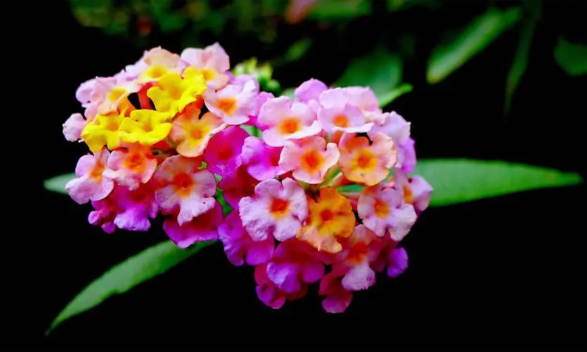 9.webp