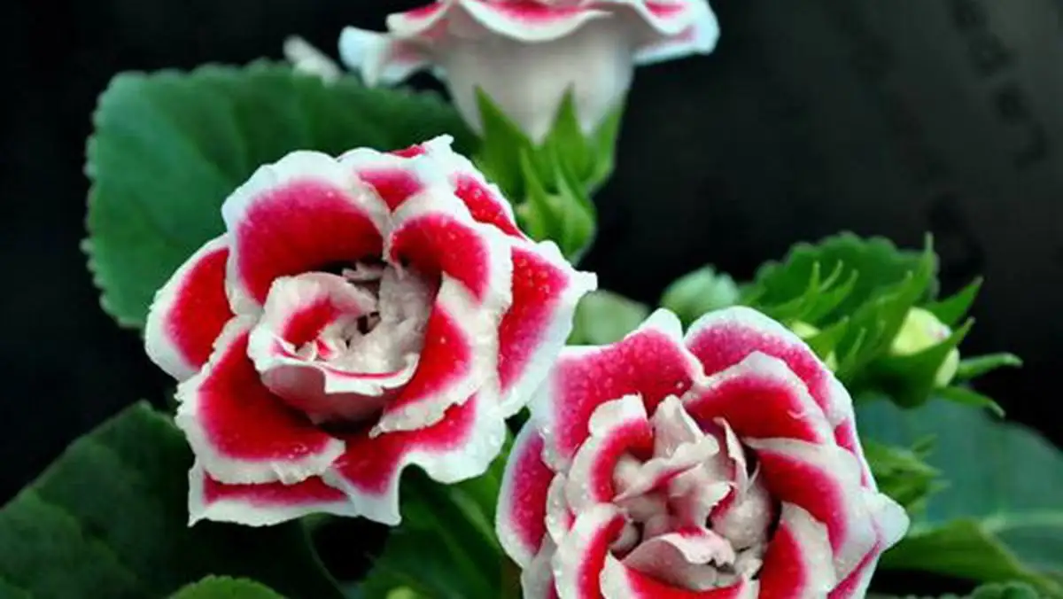 4.webp