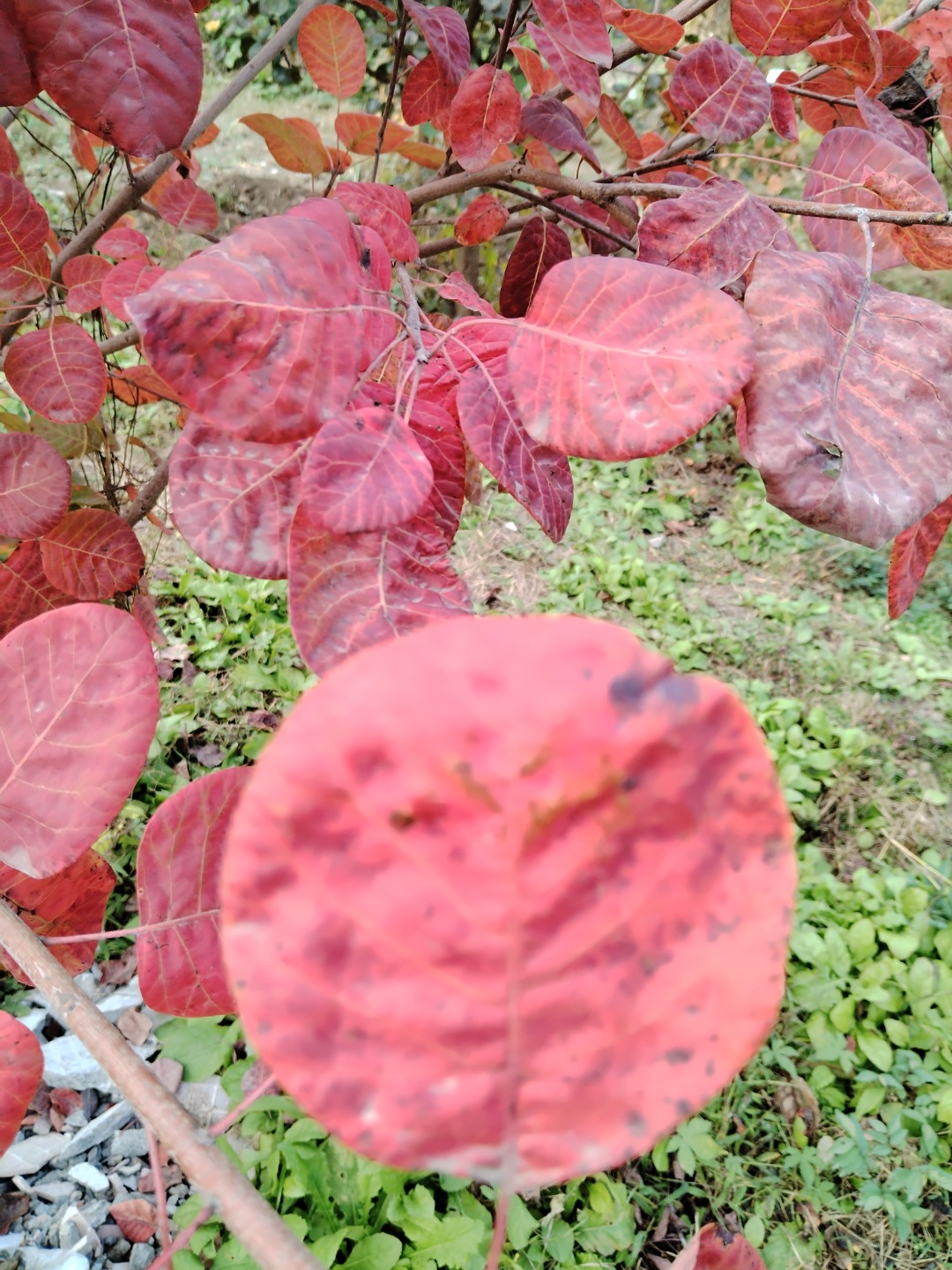 IMG_20241014_110152.jpg